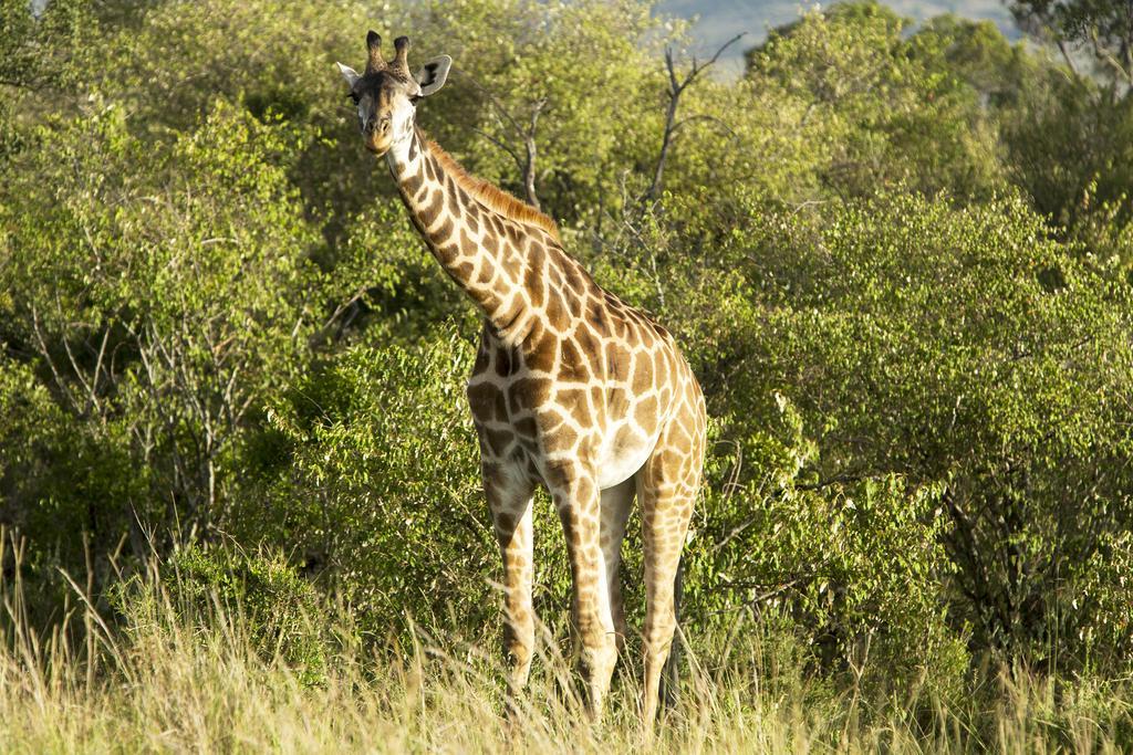 Mara Engai Lodge Lolgorien المظهر الخارجي الصورة