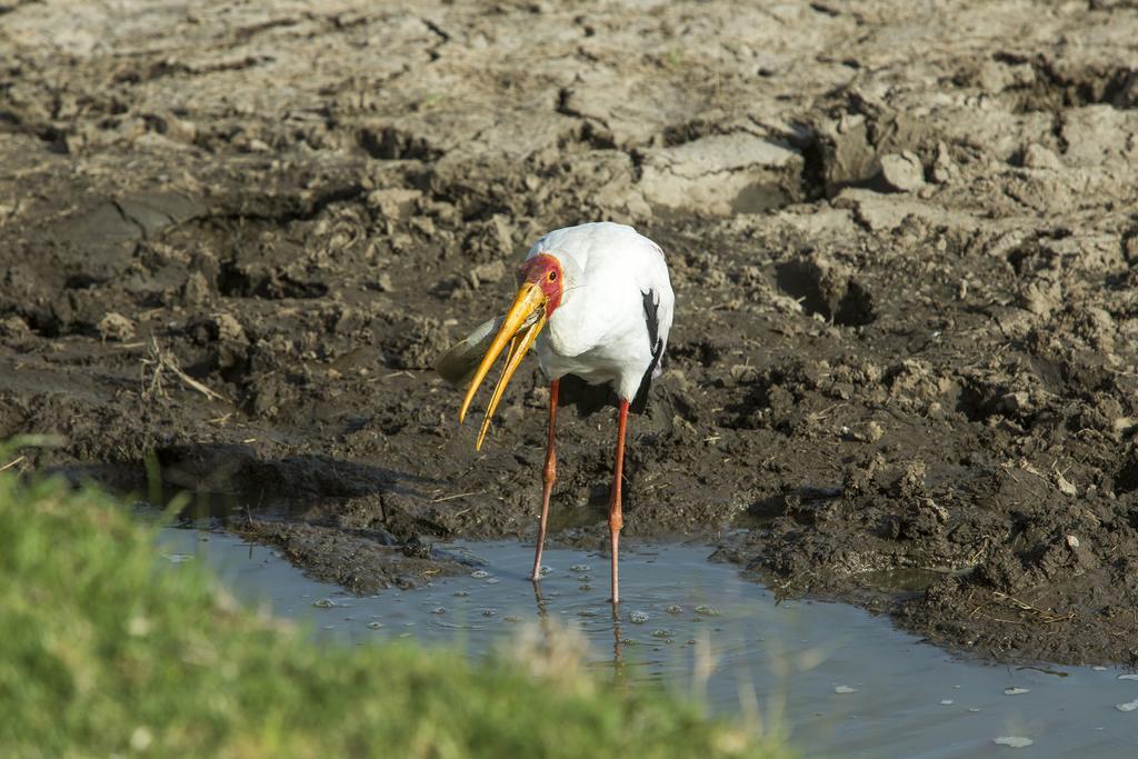 Mara Engai Lodge Lolgorien المظهر الخارجي الصورة